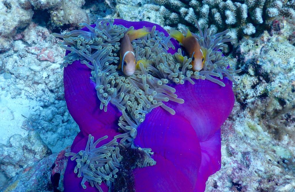 Hotel Dhivehi Experience Dhigurah  Exterior foto